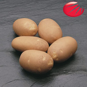 семянной картофель Голандской фирмы ХЗПС